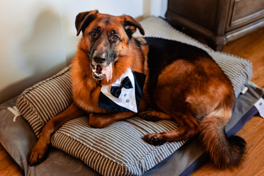 dapper looking german shepherd
