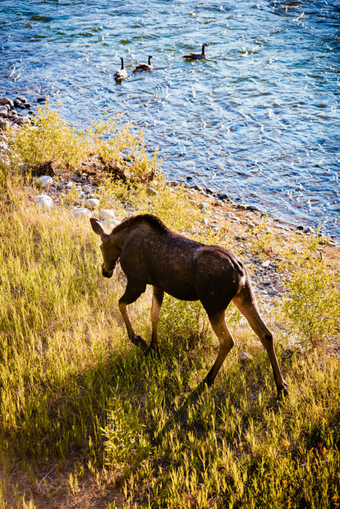 A charming moose calf exploring the serene shores of a lake in Yellowstone National Park, its delicate features contrasting against the tranquil beauty of the surrounding wilderness, offering a glimpse into the natural wonders of this iconic park.