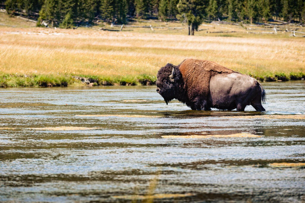 A bison bends down to drink from the tranquil waters of the river, its powerful frame reflected in the calm surface, against the backdrop of the scenic landscape of the American West.