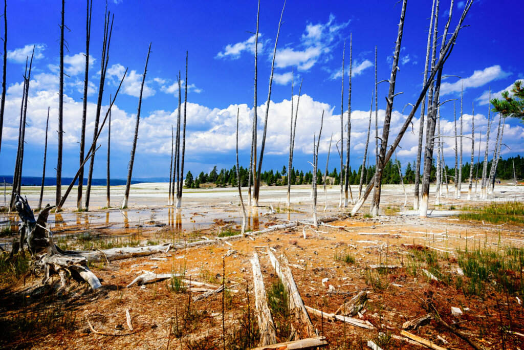 Yellowstone's Grand Prismatic Spring, featuring bald trees standing in the colorful waters, their stark silhouettes adding a sense of stark beauty to the vibrant landscape of this iconic geothermal wonder.