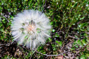 a dandelion's white fluffy “blowball” consists of seeds attached to a stalk topped by a collection of fibers called a “pappus”.