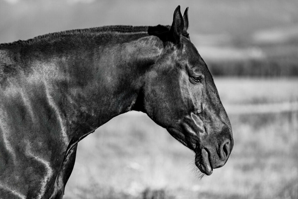 A majestic horse stands against the backdrop of the towering Tetons, exemplifying the beauty and grace of the wildlife inhabiting this iconic mountain range