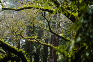 In Muir Woods National Monument, the branches of the ancient redwood trees are adorned with a lush covering of vibrant green moss, creating a stunningly aesthetic display.