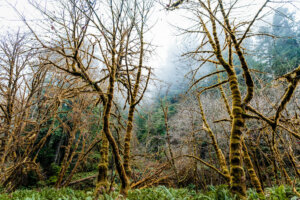 Amidst the serene forest, sunlight filters through the canopy above, casting a golden hue on the landscape below. Towering trees, adorned with a vibrant cloak of yellow-green moss, bask in the warm glow of the sun's rays.
