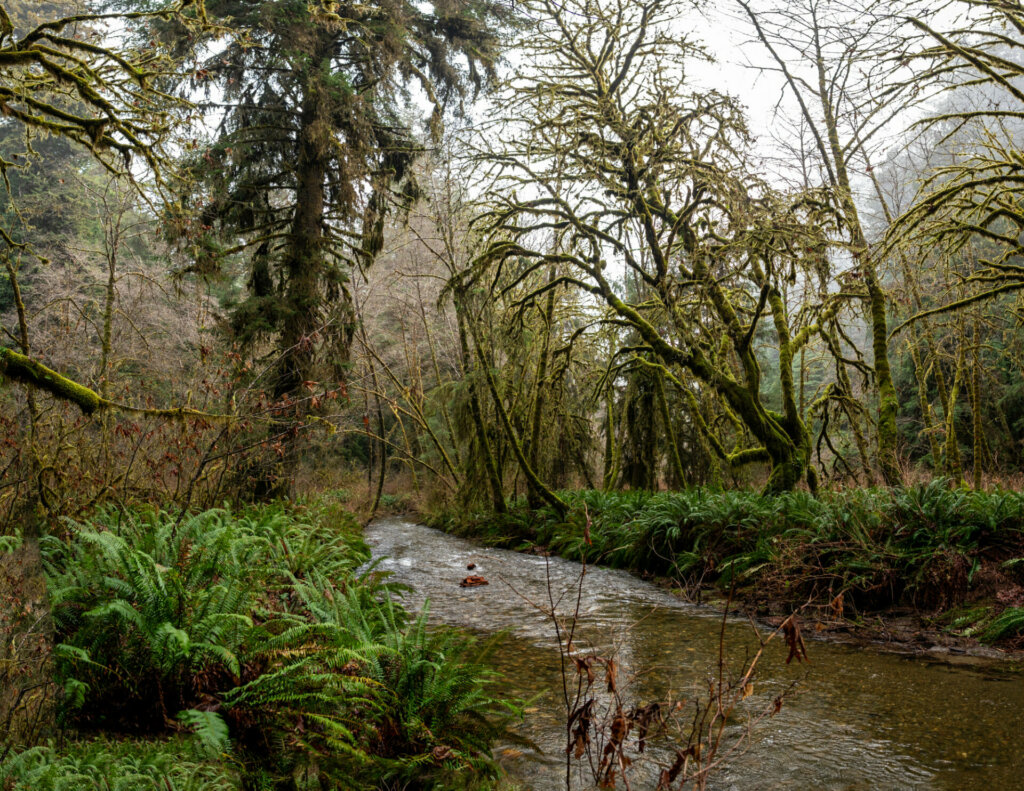 Along the Karl Knapp Trail, hikers are immersed in a verdant forest adorned with a lush carpet of moss that blankets the landscape.
