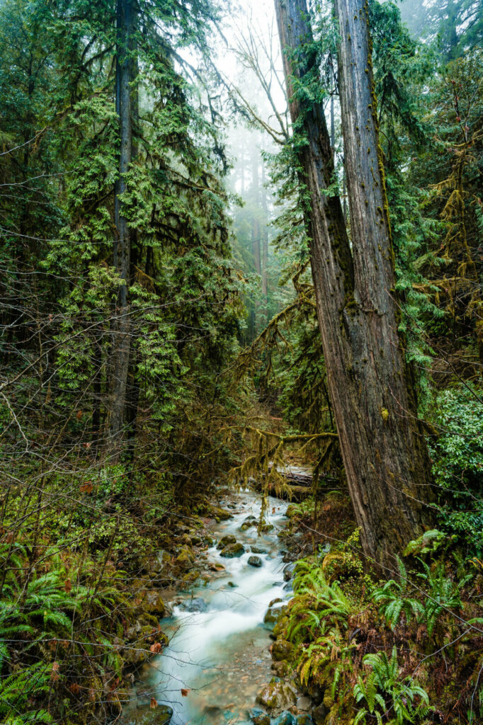 a small river in between towering trees at Redwood National Park