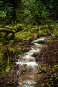 In the heart of the Redwood Grove, the tranquil waters of the lake gently lap against the smooth stones that line its shores.