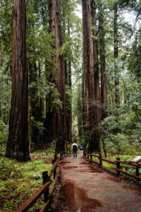 The Redwood Grove Loop Trail offers visitors a captivating journey through the heart of Muir Woods National Monument's ancient redwood forest.