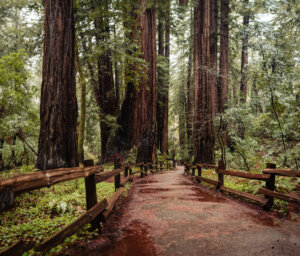 The walking path at Redwood National Park lined with gigantic trees