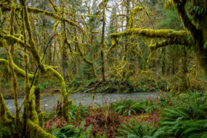 Lush greenery abounds in Olympic National Park, where trees draped in vibrant moss and surrounded by diverse plant life create a verdant and enchanting forest landscape.