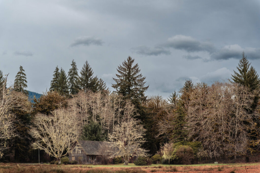 Olympic National Park is a majestic wilderness teeming with towering western red cedar, Sitka spruce, Douglas fir, bigleaf maple, and western hemlock trees, creating a verdant canopy that shelters a diverse array of flora and fauna.