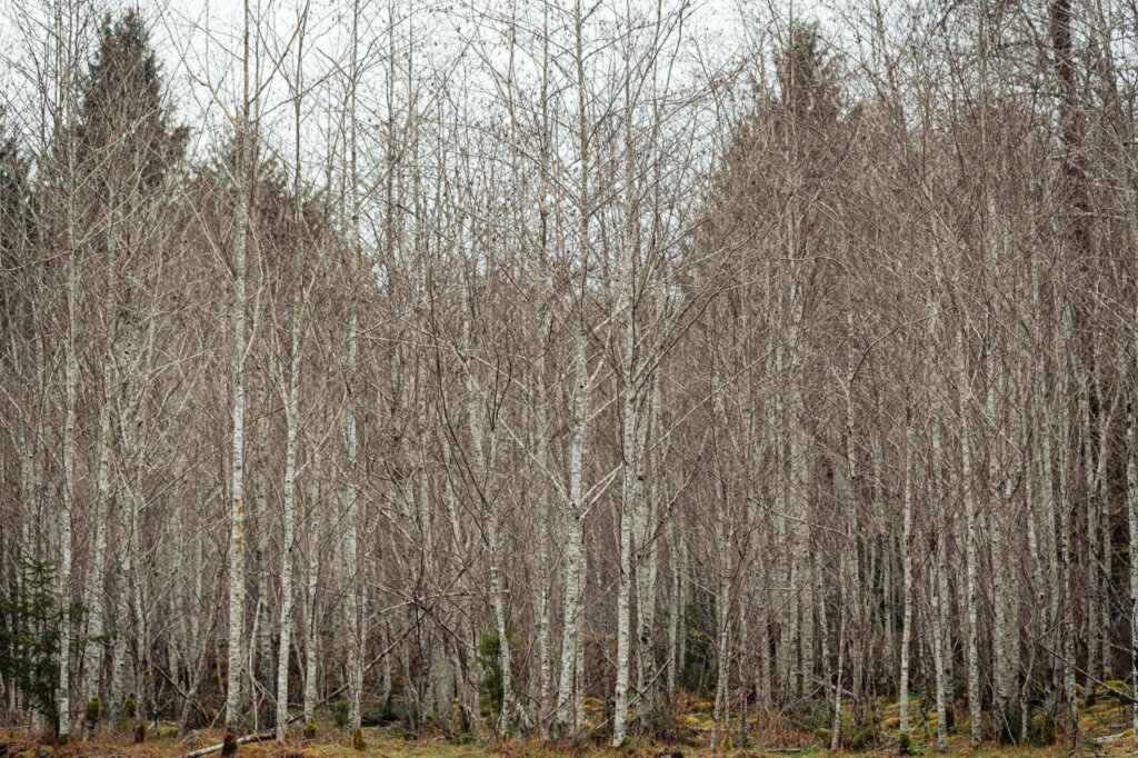 Birch trees line the tranquil banks of the Sol Duc River in Olympic National Park, their slender trunks and delicate leaves adding a touch of elegance to the lush riverside landscape.