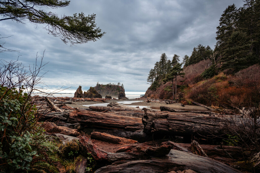 Wood shards scattered along the rugged coastline of Kalaloch Beach, remnants of driftwood weathered by the relentless forces of the Pacific Ocean, adding texture to the sandy shores