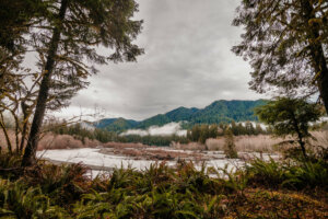 A tranquil lake nestled within the depths of the Hoh Rainforest