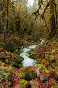 A serene small lake nestled amidst the towering trees adorned with lush mosses in the enchanting Hoh Rainforest