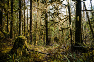 Towering trees adorned with lush mosses in the enchanting Hoh Rainforest, creating a verdant and mystical canopy that shrouds the forest floor in a carpet of greenery.