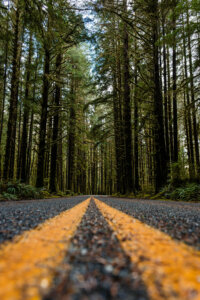 An empty road winding through the heart of a dense forest, flanked by towering trees and dappled sunlight filtering through the lush canopy
