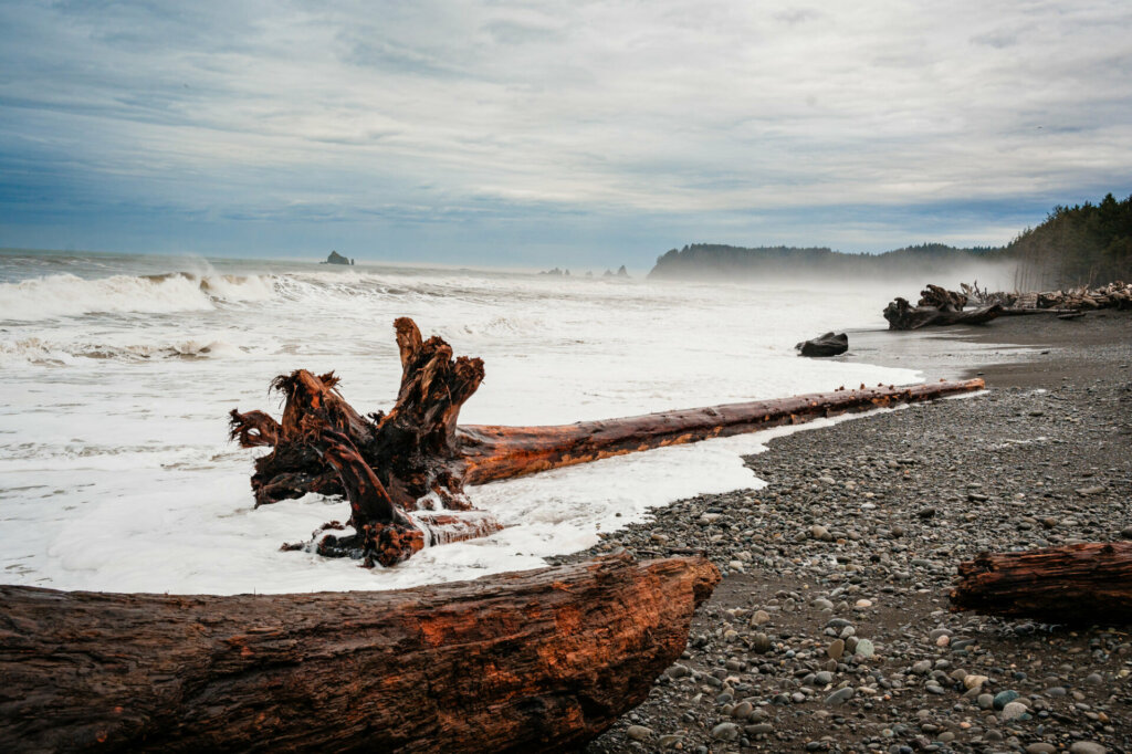 Driftwood strewn across the sandy expanse of Rialto Beach, remnants of weathered trees carried by the tides and scattered along the rugged coastline