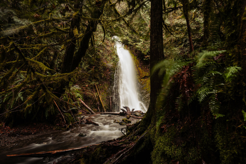 A captivating waterfall cascades gracefully amidst a moss-laden forest along the Olympic Peninsula Waterfall Trail