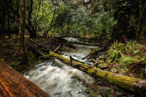 In Muir Woods National Monument, amidst the tranquil forest, there stands a majestic tree atop a serene lake. This towering redwood, reaching towards the sky, reflects its verdant foliage in the calm waters below, creating a mesmerizing tableau of natural beauty.