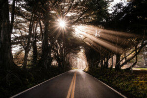 a gray asphalt road winds its way through the towering trees of Redwood National Park, creating a natural tunnel of verdant foliage overhead