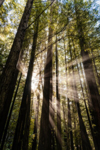 The titan trees of the Redwood National Park shimmer in the morning sunlight, their towering forms bathed in a golden glow.