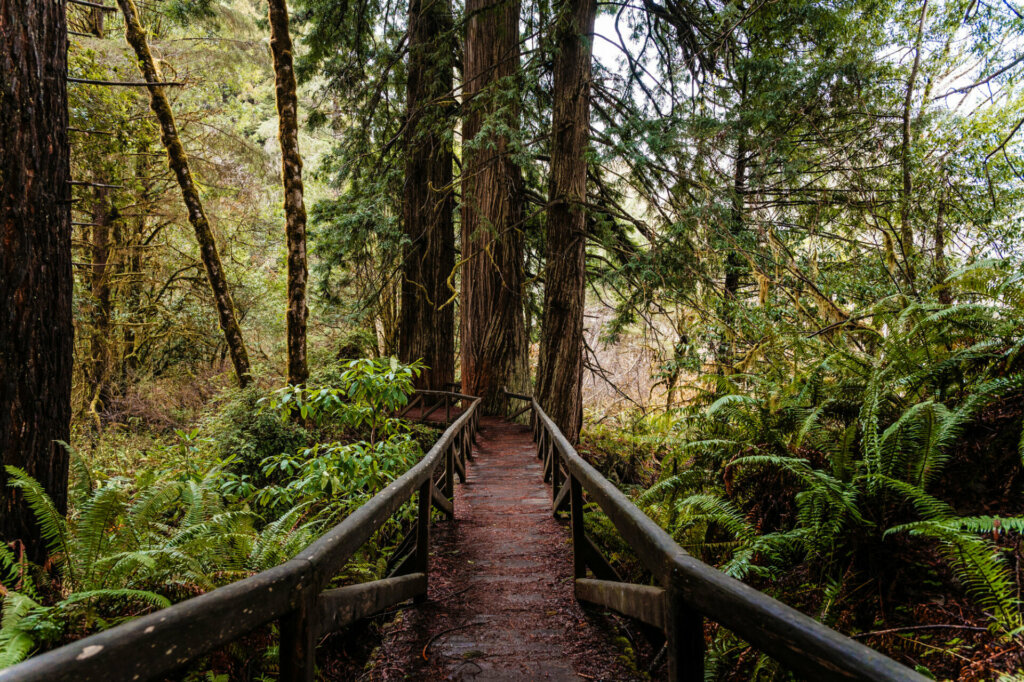 wood boardwalk bridge with old redwood trees cutting into the path at Redwood National Park