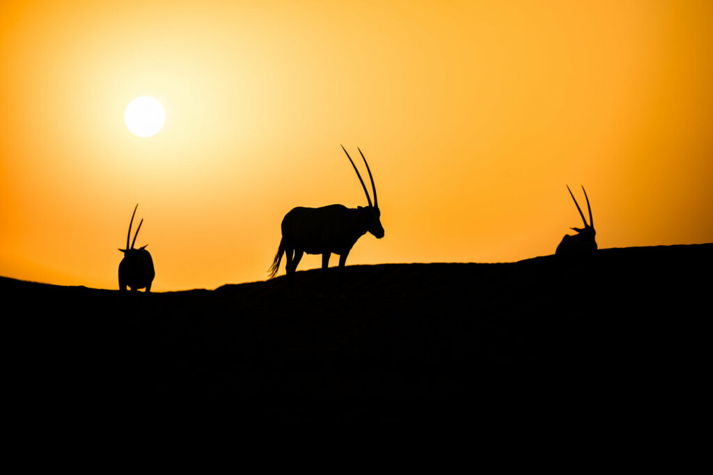 The Arabian Oryx (above) with their distinct straight horns provided the perfect silhouette as the desert sun was setting.