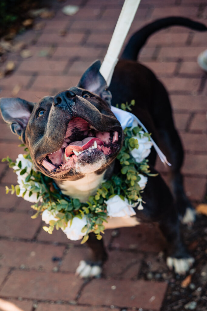Couple's dog wearing a collar of white flowers, surrounded by soft floral accents.