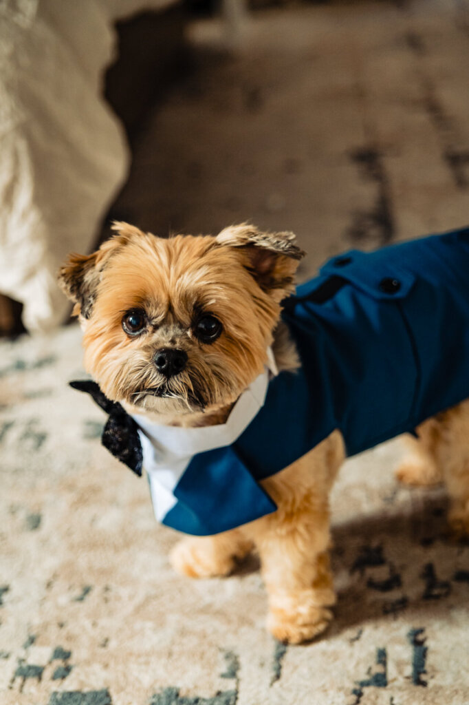 Small dog with tan fur wearing a formal navy blue tuxedo and white collar, sitting on a light-patterned rug with soft lighting highlighting its expressive eyes.